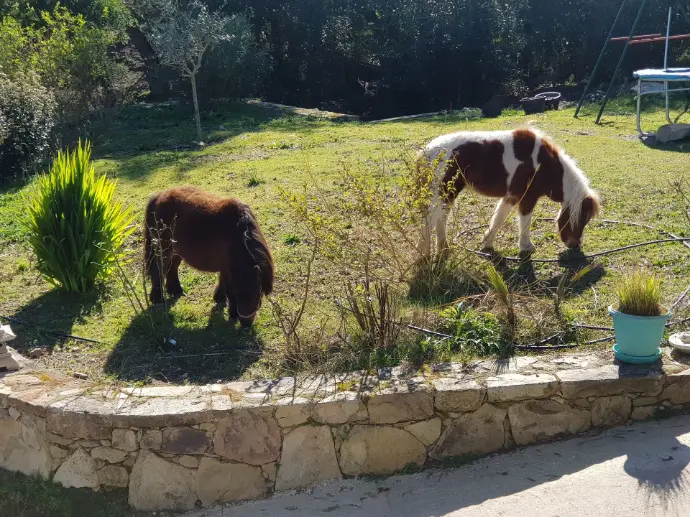 Nos petites tondeuses 