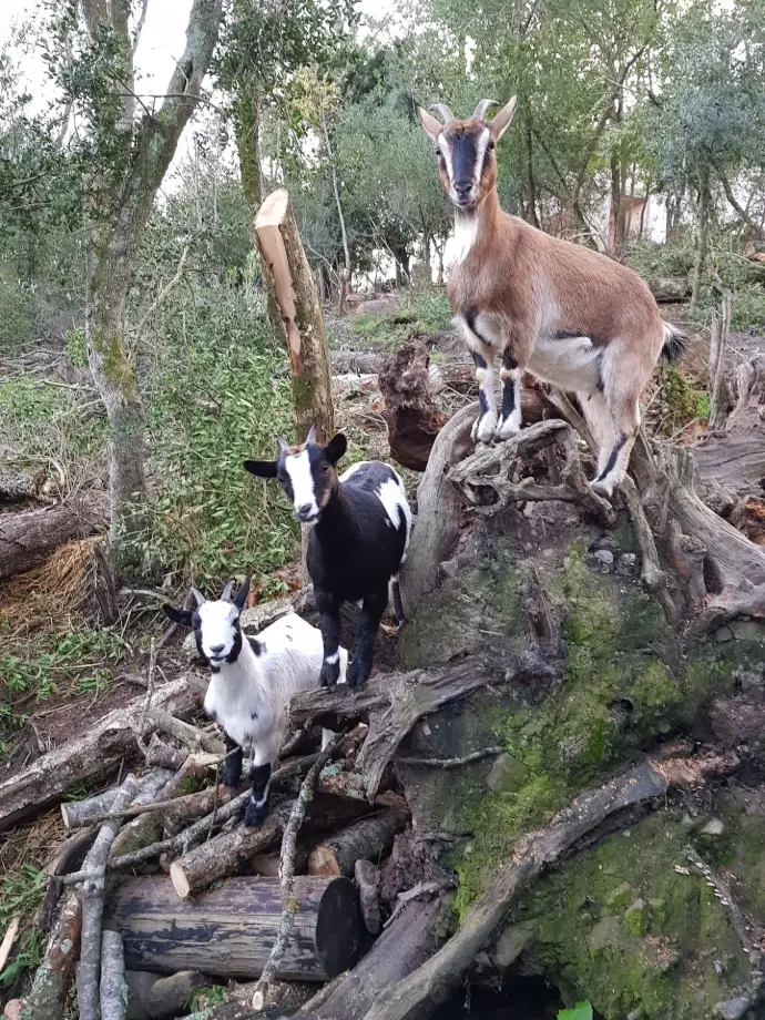 Les voisines. Nos chèvres 