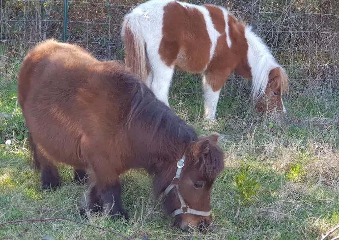 Dolly et Nonnette, nos mini ponettes